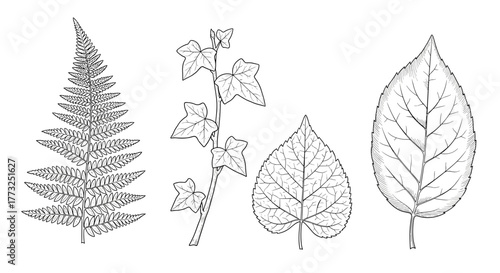 Botanical illustration of various leaf types