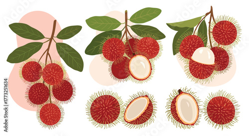 Vibrant illustration of fresh tropical rambutan fruits, shown whole, on leafy branches, and cut open to showcase their juicy, translucent white flesh, ideal for healthy eating.