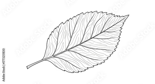 Leaf, a vital part of plants life cycle