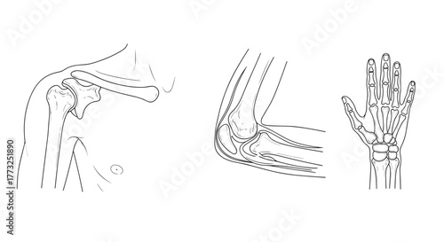 Illustration of human shoulder, elbow, and finger bones