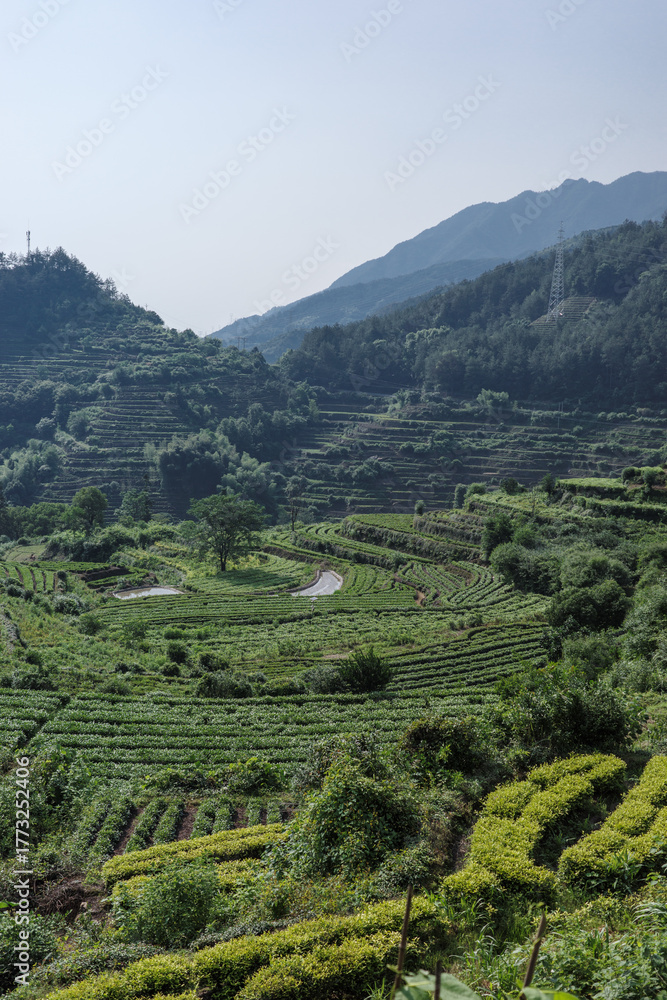 Naklejka premium Tea Terrace Fields in Zhejiang Mountains, Lishui, China — Summer Morning Countryside Landscape