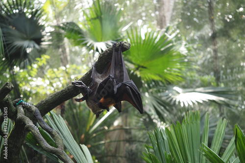 Schilderij op canvas Large bat roosting on a branch in a tropical forest