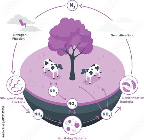 Nitrogen cycle diagram with cows and bacteria science biology