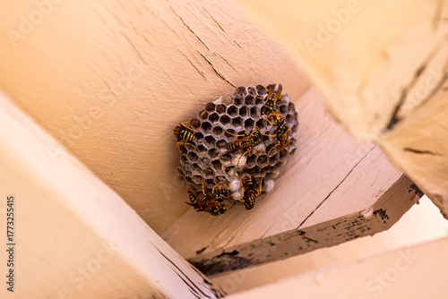 Upward view at paper wasp nest