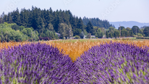 View at a lavender field with a wheat field in the background, Hillsboro, Oregon