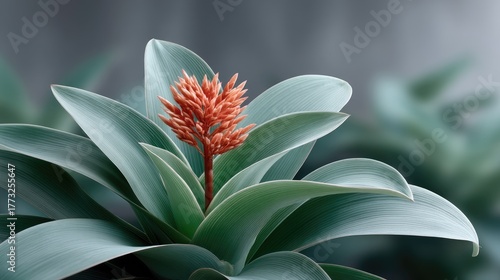 Vibrant Bromeliad Plant With Layered Green Leaves And A Central Orange Flower Bloom In Soft Natural Lighting With A Blurred Background