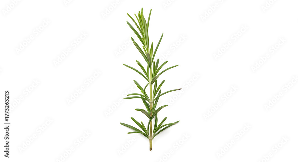 Obraz premium Rosemary Sprig A Detailed Image of Fresh Herb on White Background