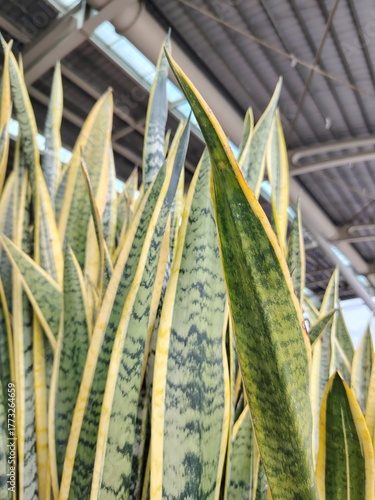 Architectural plants, upward view of tall, pointed leaves against an industrial roof structure.