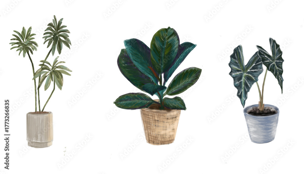 Obraz premium Illustration of House Plants Ficus Cyathistipula African Fig, Ficus elistica, Alocasia, set of interior house plants with transparent background