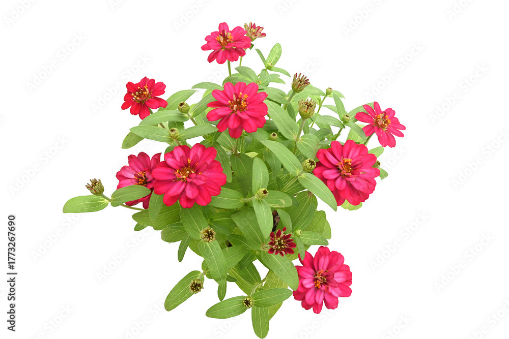 Fototapeta premium Red zinnia flowers with green leaves on a wite background