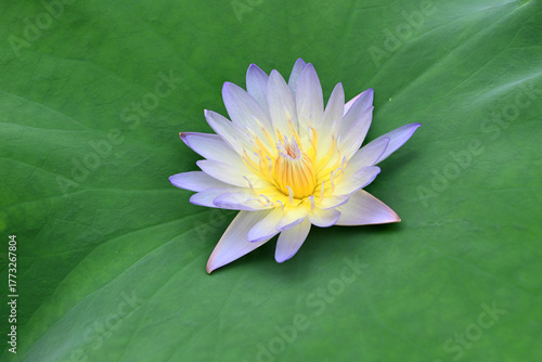Close-up of a beautiful water lily on a green leaf isolated on white