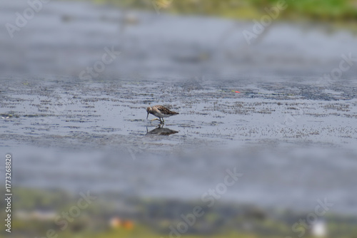 red headed gull