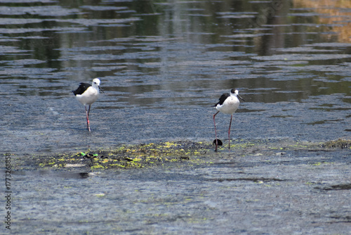black winged stilt
