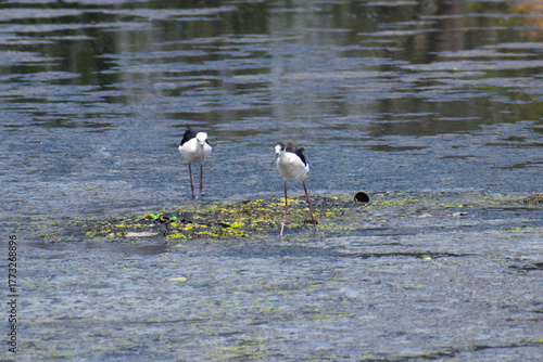 black crowned night heron