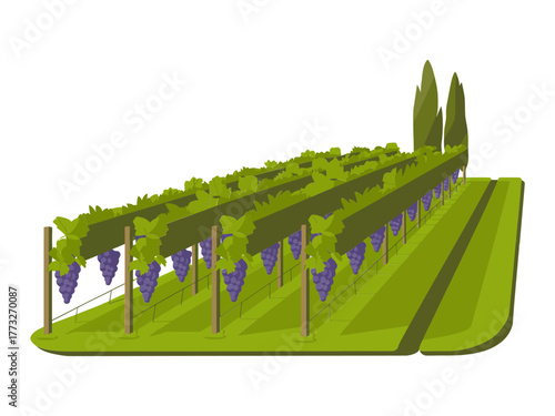 Grapevine trellises perspective, ripe purple clusters hanging, irrigation furrows, agricultural hillside estate, isometric viticulture illustration, rural vector