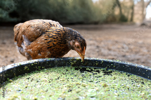 Chickens peck at water moss azolla in the water trough.