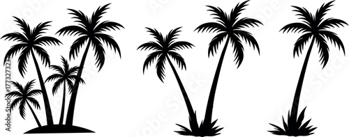 Beautiful palm tree silhouette. Silhouette palm tree for summer.