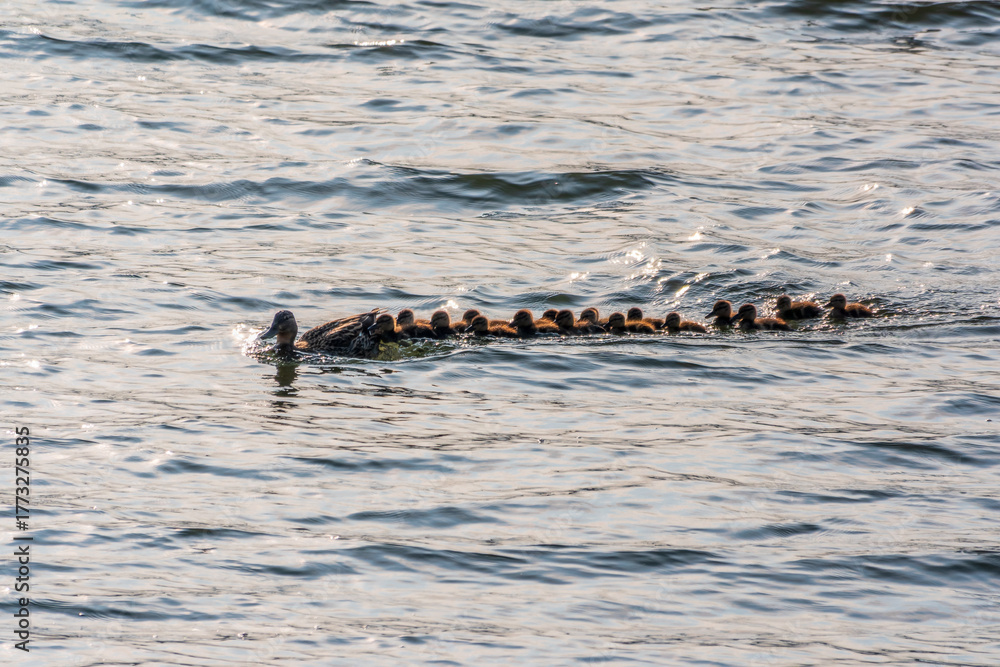 Fototapeta premium A family of ducks, a duck and its little ducklings are swimming in the water. The duck takes care of its newborn ducklings. Mallard, lat. Anas platyrhynchos