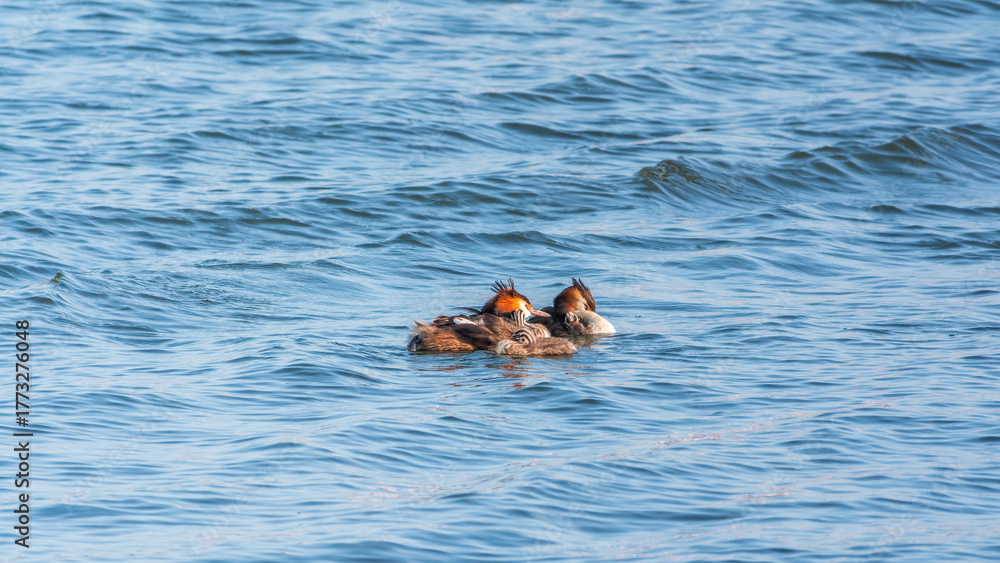 Fototapeta premium The waterfowl bird, great crested grebe with chick, swimming in the lake.