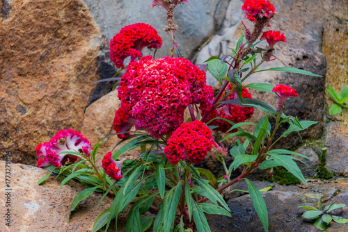 The Cockscomb flower in the garden