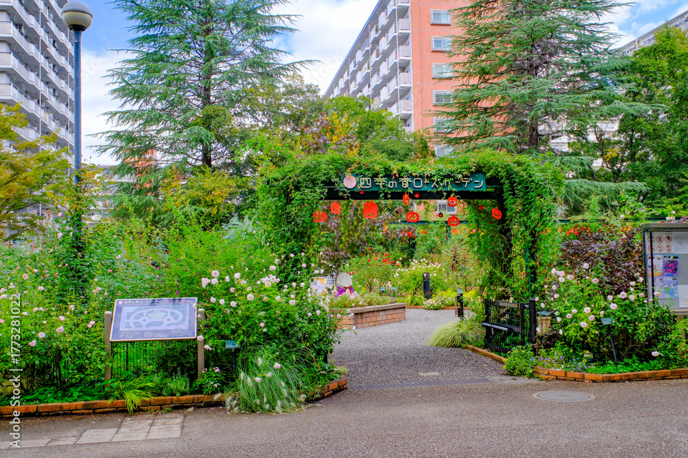 Obraz premium 秋バラ咲く四季の香ローズガーデン