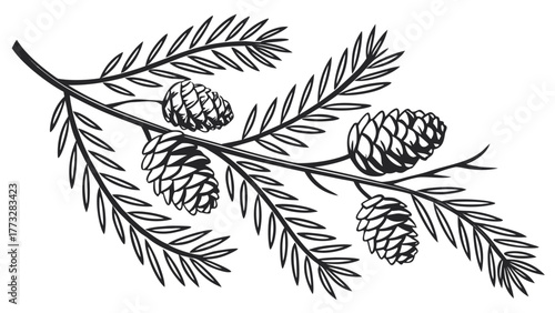 Hand-Drawn Engraving of Pine Branch with Cones, Evergreen Conifer Twig Illustration, Detailed Botanical Line Art