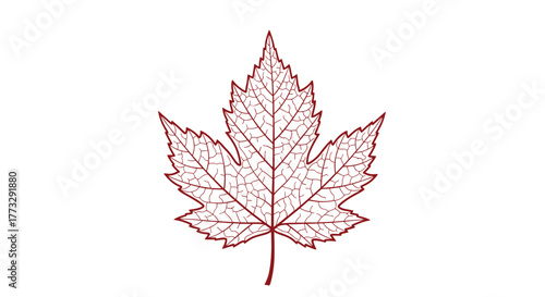 Stylized maple leaf outline in red on a clean white background, showcasing intricate vein patterns and classic five-pointed shape.