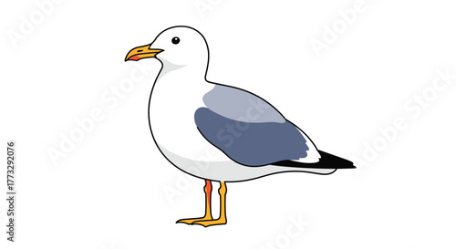 A cheerful, simple illustration of a common seagull standing calmly on a white background, showcasing its distinct white and grey feathers, orange beak, and legs.