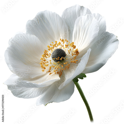 Delicate white anemone flower with black center on black background