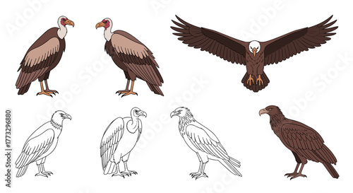 Vulture bird drawing collection vector illustration set for wildlife and nature enthusiasts design element