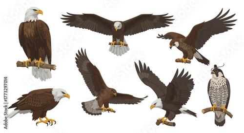 Collection of majestic eagles soaring and perched wildlife illustration vector graphic design asset set