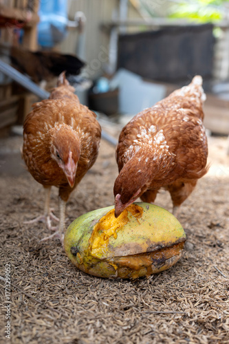 Chickens peck and eat rotten mangoes