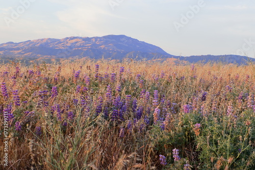 Summer Lupines blooming with Mt Diablo in the background over the East Bay hills