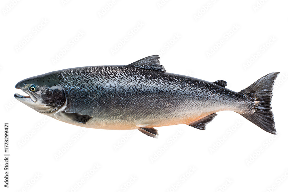 Naklejka premium Whole fresh salmon fish isolated on black background