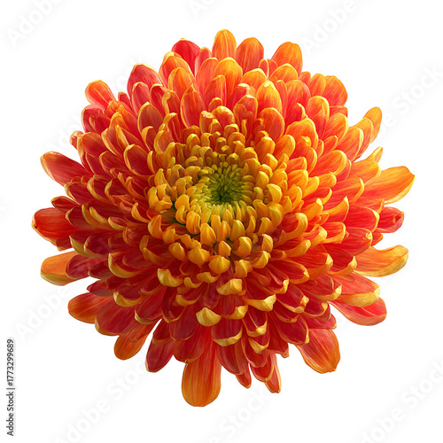 Vibrant orange chrysanthemum flower with green center on black background