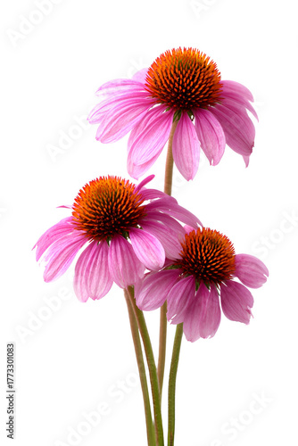 Three vibrant pink coneflower blossoms with dark centers against a black background