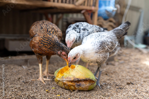 Behang Chickens peck and eat rotten mangoes