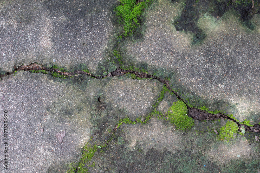 Fototapeta premium Green moss on cracked concrete floor