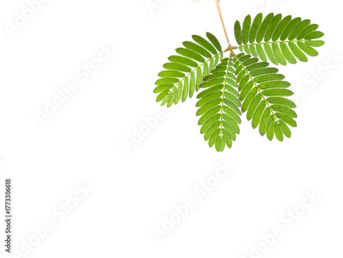 Mimosa pudica, also known as sensitive plant, hidden plant, or touch-me-not, is a trailing annual or perennial herb often grown for its curiosity value.