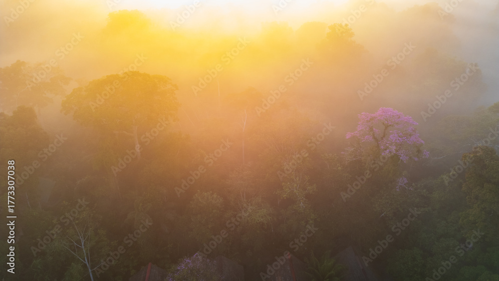 Naklejka premium Aerial images of the Amazon rainforest of Madre de Dios, clouds over the trees in Tambopata, Peru