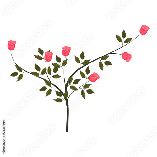 A small rose bush with blooming bright pink roses. Vector illustration on a white background.