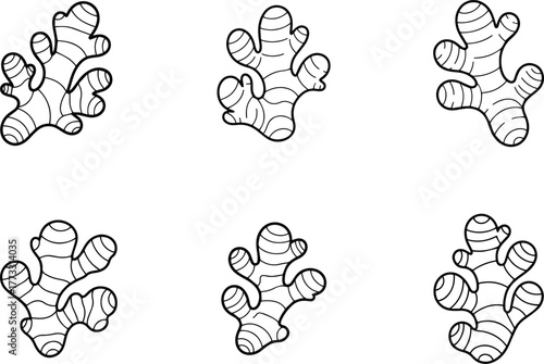 Set of Ginger root hand-drawn black and white illustration