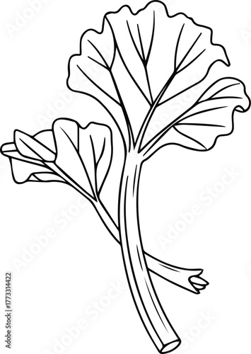 Rhubarb stalk black and white line illustration