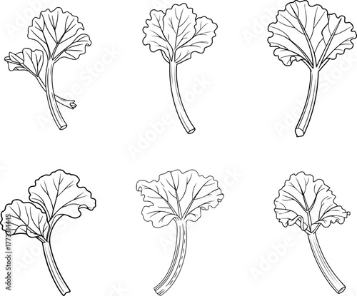 rhubarb stalk outline vector icons set, line art