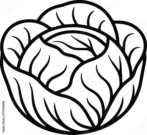 detailed cabbage head outline vector icon