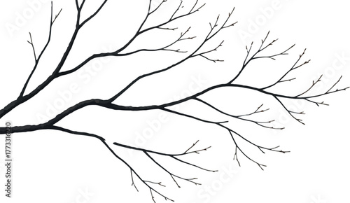 Winter scene featuring snow covered tree branches against a white background