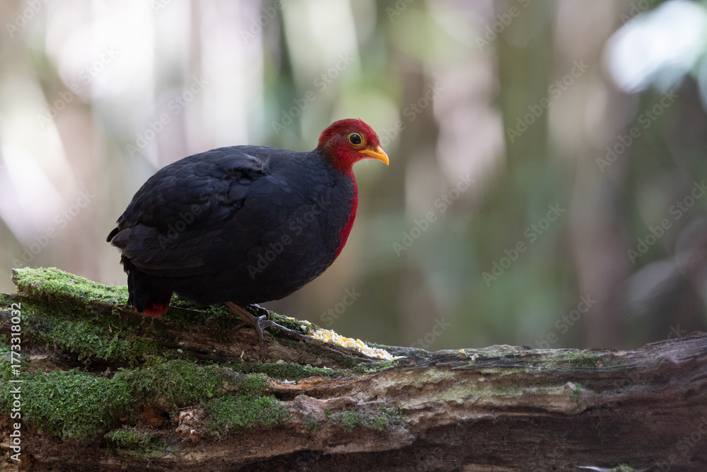 Obraz premium Crimson-headed partridge on deep jungle rainforest, It is endemic to the island of Borneo