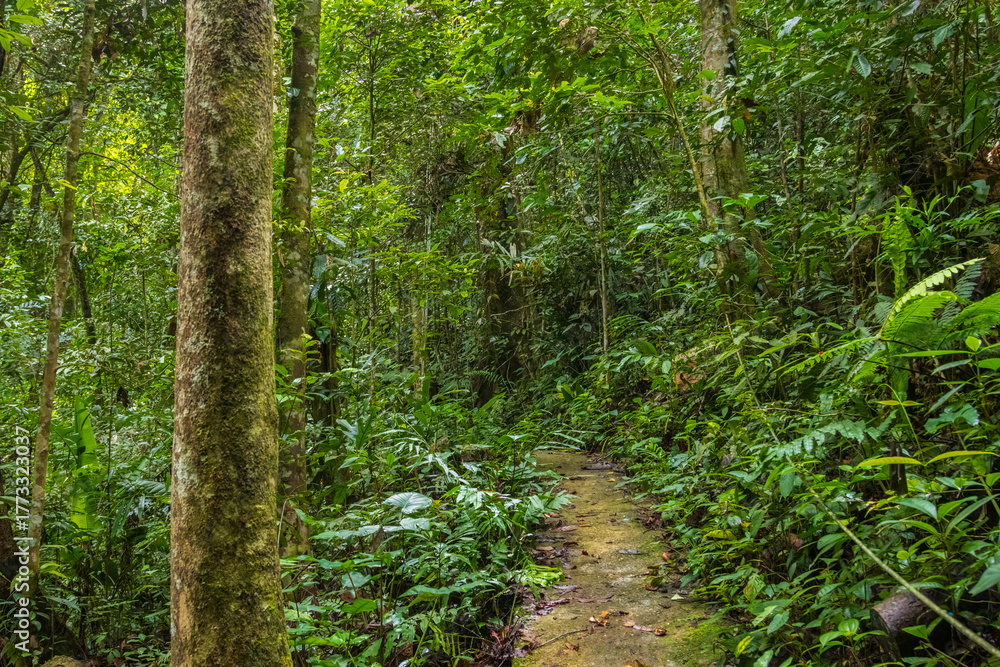 Obraz premium Amazing beautiful nature deep green of virgin rain forest Sabah