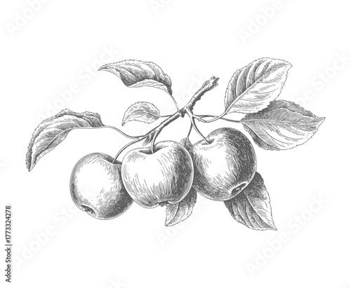 Vintage apples on branch in engraving style. Antique style apple tree branch with fruits and foliage. Vintage apple branch hand draw style.