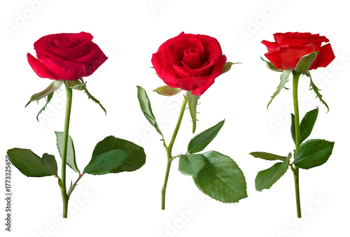 Red rose flowers. The photo shows red roses, a bud, a blooming rose, and a fu...